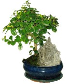 Pokojová bonsaj Carmona microphylla - čaj fuki 613