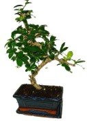 Pokojová bonsaj Carmona microphylla - čaj fuki 618