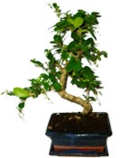 Pokojová bonsaj Carmona microphylla - čaj fuki 620