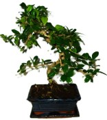 Pokojová bonsaj Carmona microphylla - čaj fuki 621