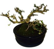 Pokojová bonsaj Carmona microphylla - čaj fuki 671