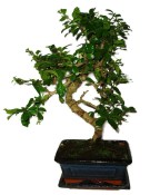 Pokojová bonsaj Carmona microphylla - čaj fuki 672