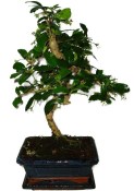 Pokojová bonsaj Carmona microphylla - čaj fuki 673