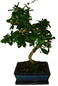 Pokojová bonsaj Carmona microphylla - čaj fuki 676