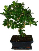 Pokojová bonsaj Carmona microphylla - čaj fuki 678