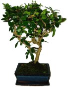 Pokojová bonsaj Carmona microphylla - čaj fuki 692