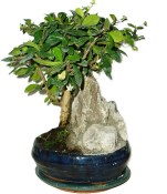 Pokojová bonsaj Carmona microphylla - čaj fuki 744