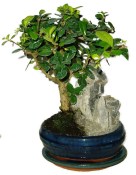 Pokojová bonsaj Carmona microphylla - čaj fuki 746
