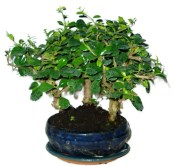 Pokojová bonsaj Carmona microphylla - čaj fuki 749