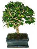 Pokojová bonsaj Carmona microphylla - čaj fuki 768