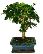 Pokojová bonsaj Carmona microphylla - čaj fuki 770