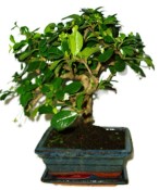 Pokojová bonsaj Carmona microphylla - čaj fuki 773