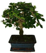 Pokojová bonsaj Carmona microphylla - čaj fuki 787