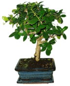 Pokojová bonsaj Carmona microphylla - čaj fuki 789