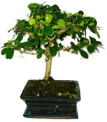 Pokojová bonsaj Carmona microphylla - čaj fuki 790