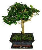 Pokojová bonsaj Carmona microphylla - čaj fuki 793