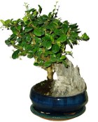 Pokojová bonsaj Carmona microphylla - čaj fuki 823