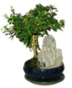 Pokojová bonsaj Carmona microphylla - čaj fuki 824