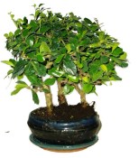 Pokojová bonsaj Carmona microphylla - čaj fuki 846