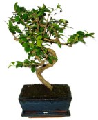 Pokojová bonsaj Carmona microphylla - čaj fuki 853