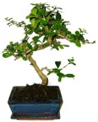 Pokojová bonsaj Carmona microphylla - čaj fuki 855