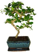 Pokojová bonsaj Carmona microphylla - čaj fuki 856