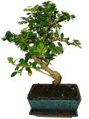 Pokojová bonsaj Carmona microphylla - čaj fuki 858