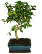 Pokojová bonsaj Carmona microphylla - čaj fuki 859