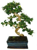 Pokojová bonsaj Carmona microphylla - čaj fuki 860