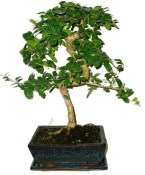 Pokojová bonsaj Carmona microphylla - čaj fuki 862