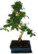 Pokojová bonsaj Carmona microphylla - čaj fuki 864