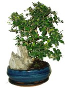 Pokojová bonsaj Carmona microphylla - čaj fuki 878