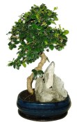 Pokojová bonsaj Carmona microphylla - čaj fuki 881