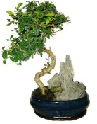 Pokojová bonsaj Carmona microphylla - čaj fuki 882