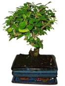 Pokojová bonsaj Carmona microphylla - čaj fuki 893