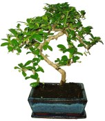 Pokojová bonsaj Carmona microphylla - čaj fuki 949