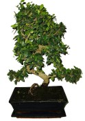Pokojová bonsaj Carmona microphylla - čaj fuki 957