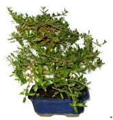 Pokojová bonsaj Coprosma 794