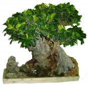 Pokojové bonsaje Ficus india - fíkovník 917 (2/3)