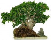 Pokojové bonsaje Ficus india - fíkovník 917 (3/3)