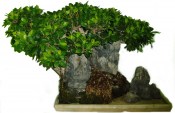 Pokojové bonsaje Ficus india - fíkovník 918 (1/3)