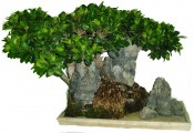 Pokojové bonsaje Ficus india - fíkovník 918 (2/3)