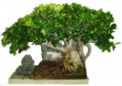Pokojové bonsaje Ficus india - fíkovník 918 (3/3)