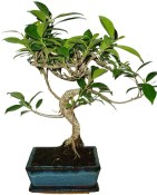 Pokojové bonsaje Ficus retusa - fíkovník 144