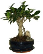 Pokojové bonsaje Ficus retusa - fíkovník 286