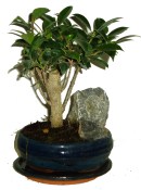 Pokojové bonsaje Ficus retusa - fíkovník 287