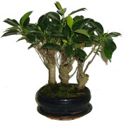 Pokojové bonsaje Ficus retusa - fíkovník 289