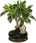 Pokojové bonsaje Ficus retusa - fíkovník 306