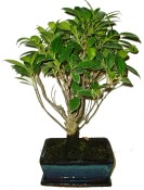 Pokojové bonsaje Ficus retusa - fíkovník 404