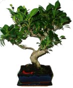 Pokojové bonsaje Ficus retusa - fíkovník 431